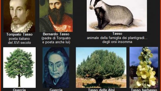 IL TASSO DEL TASSO BARBASSO