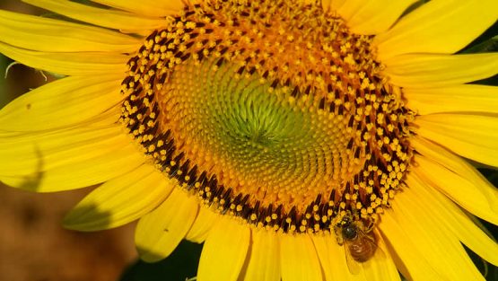 domenica 26 giugno ’16