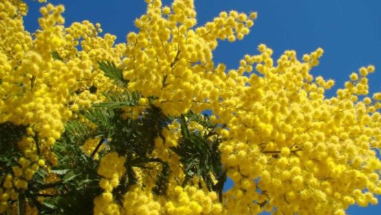 mercoledì 8 marzo ’17