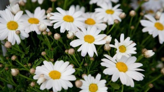 mercoledì 15 marzo ’17