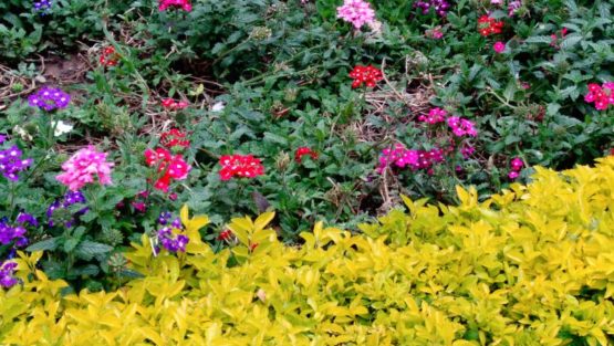 lunedì 20 marzo ’17