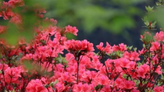 domenica 26 marzo ’17