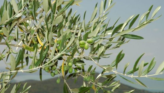 domenica 9 aprile ’17