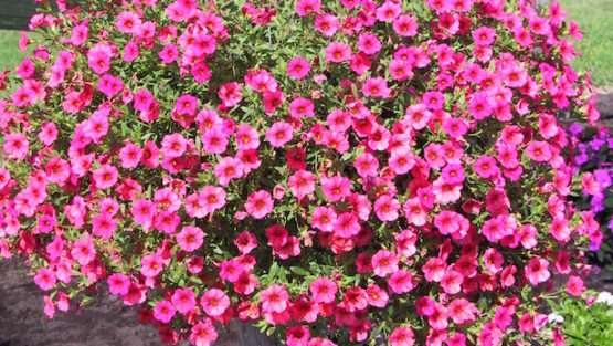 domenica 23 aprile ’17