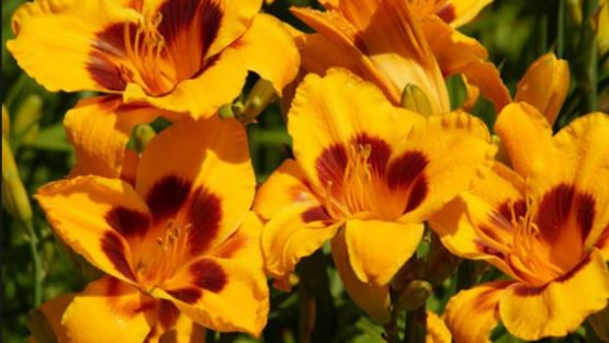 domenica 25 giugno ’17