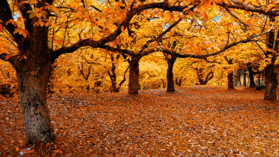 domenica 29 ottobre ’17