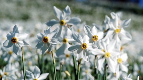 sabato 14 aprile ’18