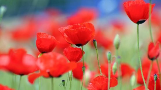 domenica 22 aprile ’18