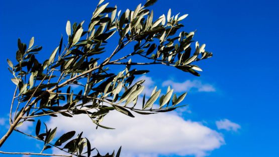 domenica 14 aprile ’19