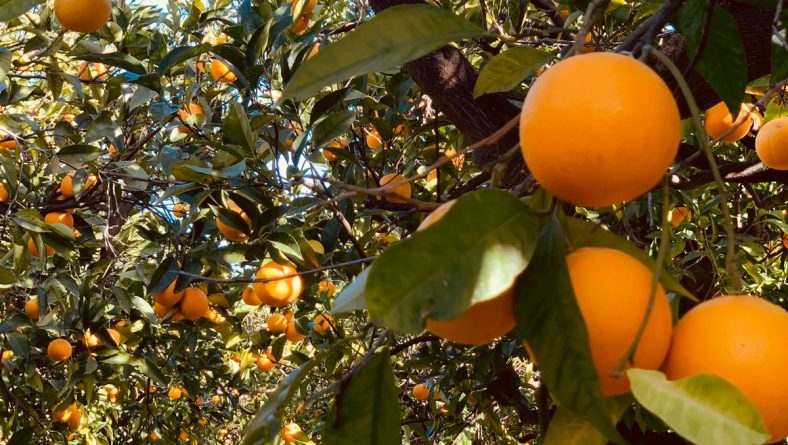 Arance e limoni a “L’agrumeto: sapori di Sicilia”