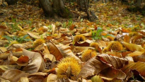 venerdì 6 novembre ’20